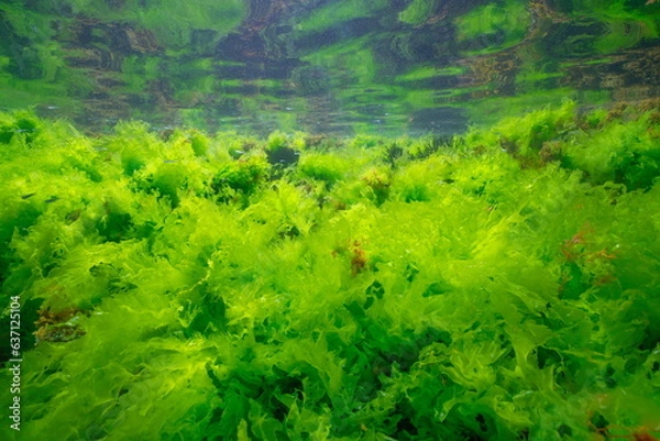 Obraz Sea lettuce green algae underwater (Ulva lactuca seaweed) below water surface in the Atlantic ocean, natural scene, Spain, Galicia