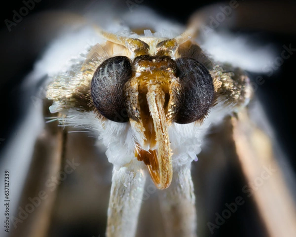 Fototapeta butterfly moth super macro view insect