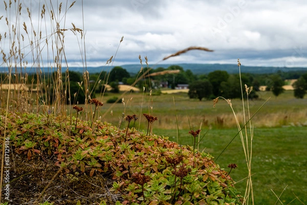 Obraz Bommor och växter