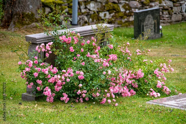 Obraz Rosorna på graven