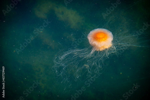 Obraz Brännmaneten.