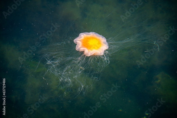 Obraz maneten i havet