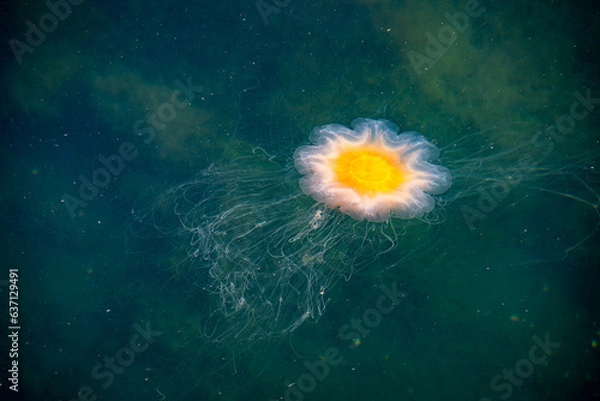 Obraz brännmanet med strådarna