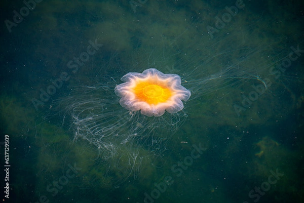 Obraz Brännmaneten.