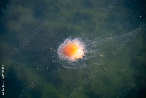 Obraz Röda brännmaneten