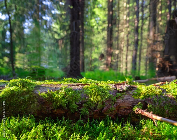 Fototapeta Forest studio background of backdrop for nature product photos. Nice backlighting and fallen tree to place the products on with green natural moss. Spruce cone in foreground. Photo from Finland