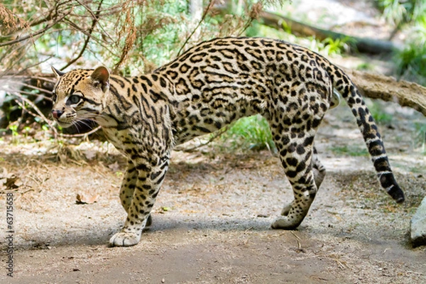Obraz Ocelot,