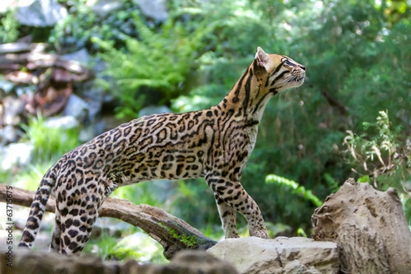 Obraz Ocelot,