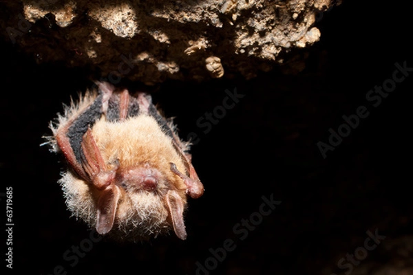 Obraz Trójczęściowy nietoperz