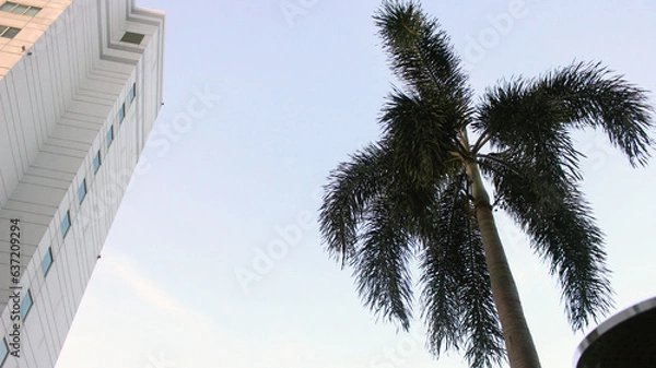 Fototapeta View of coconut trees and buildings from below