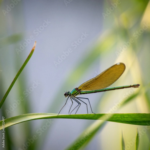 Obraz dragonfly on a green leaf