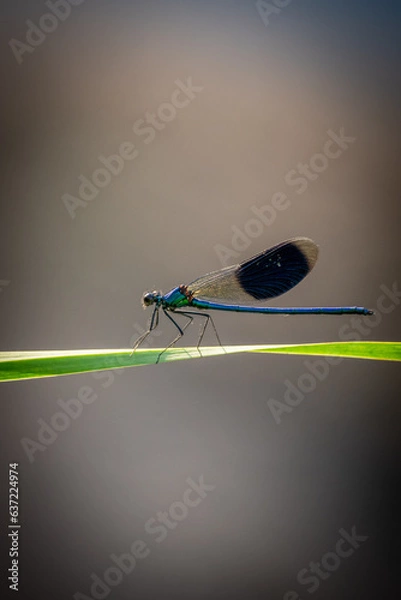 Obraz dragonfly on a leaf