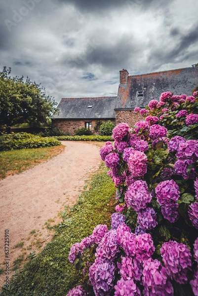 Obraz flowers on a house