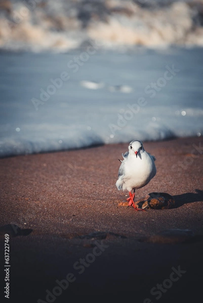 Obraz seagull on the beach