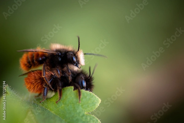 Obraz bee on a flower
