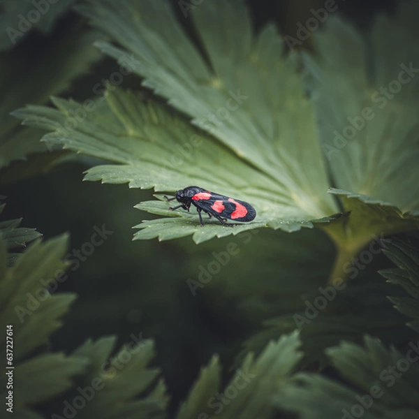 Obraz bug on a leaf