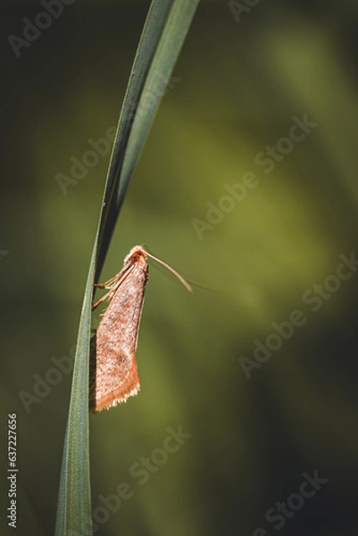 Obraz moth on leaf