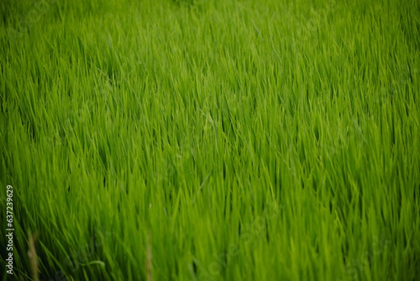 Obraz 日本の田園風景