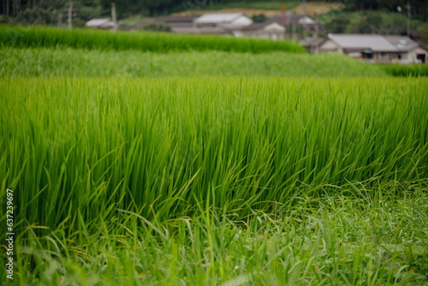 Obraz 日本の田園風景