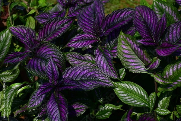 Obraz Purple and green Persian Shield plants in the garden