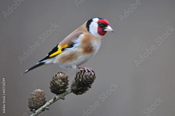 Obraz Goldfinch