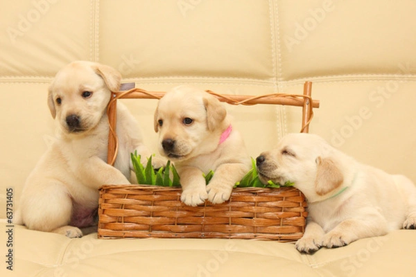 Obraz Labrador puppies