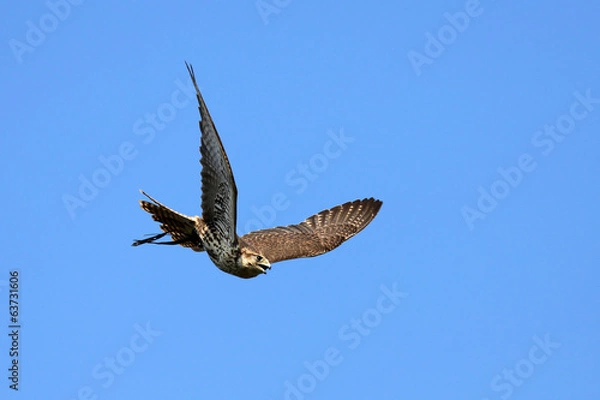 Fototapeta Falke im Flug