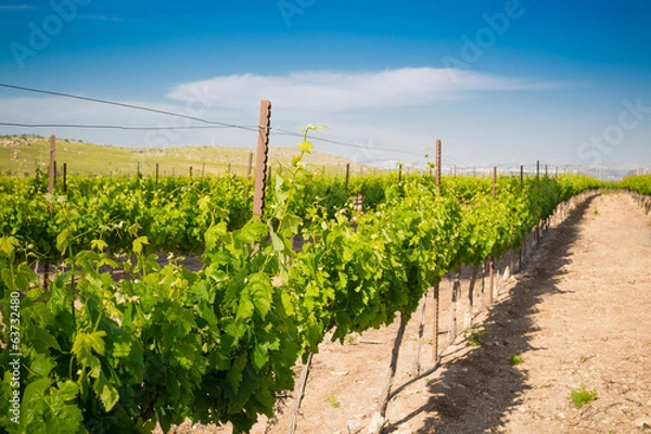 Obraz Vineyards