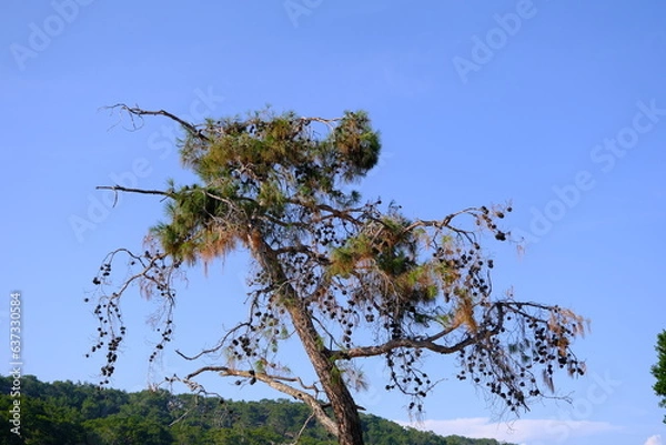 Obraz Pine tree with dry branches and sky