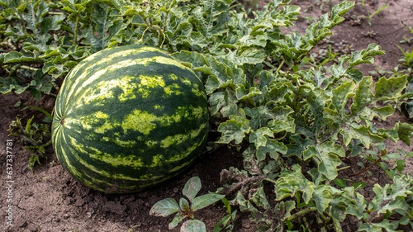 Obraz Watermelon ripens in the field