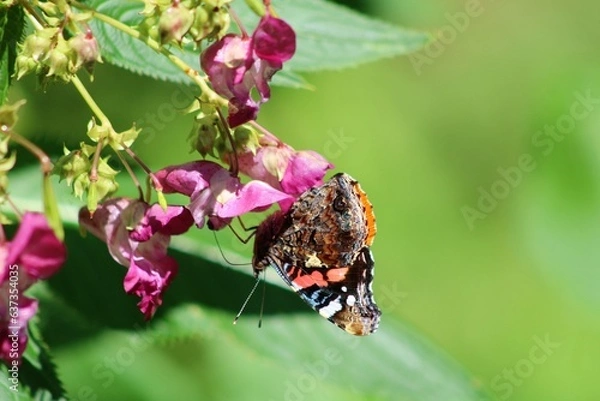 Obraz atalanta on a flower