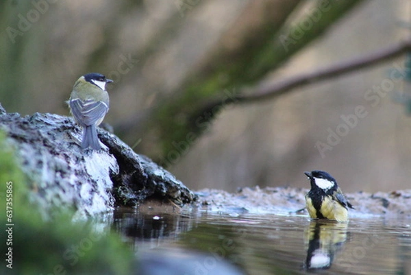 Obraz Great tit  taking a bath