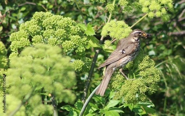 Obraz Redwing with fly in beak 