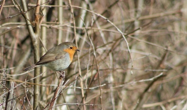 Obraz Robin on a branch