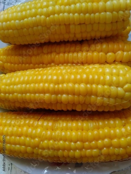 Obraz close up of corn