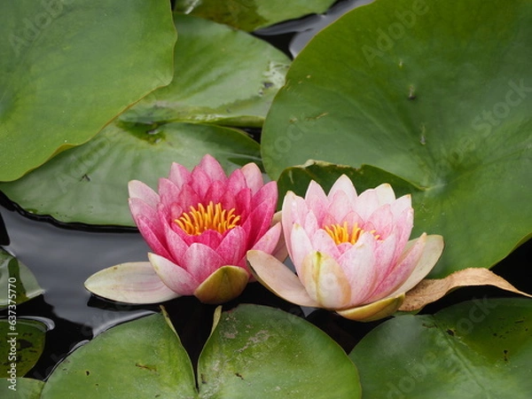 Fototapeta 水生植物　ピンク色の睡蓮