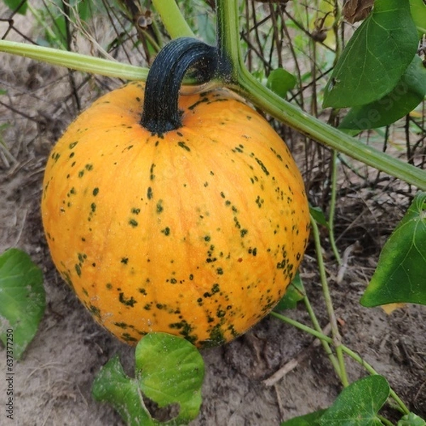 Obraz pumpkin on the field