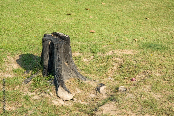 Fototapeta stump on green grass