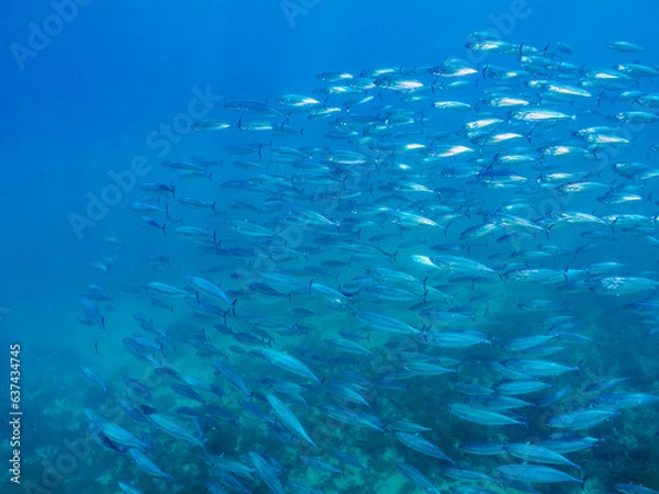 Fototapeta 迫力あるソウダガツオ（サバ科）の大群。

日本国静岡県伊豆半島賀茂郡南伊豆町中木から渡し船で渡るヒリゾ浜にて。
2023年8月19日水中撮影。
