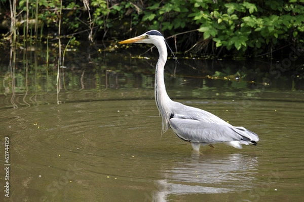 Fototapeta Graureiher