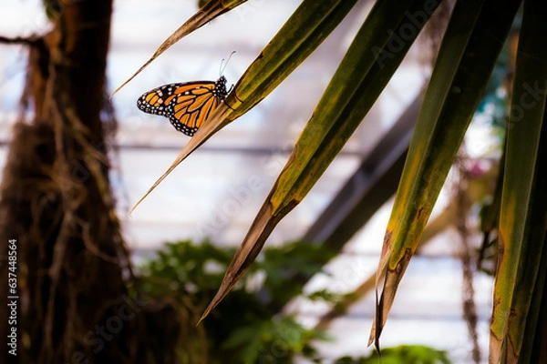Obraz Butterfly, Farfalle 