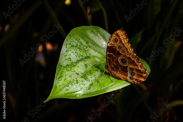 Obraz Butterfly, Farfalle 