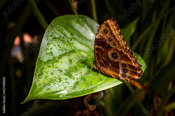 Obraz Butterfly, Farfalle 