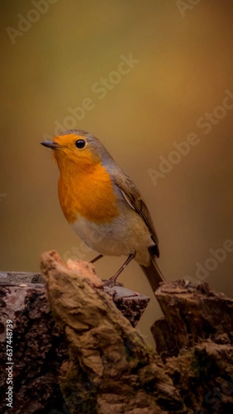 Obraz Robin Bird, Pettirosso, Bird