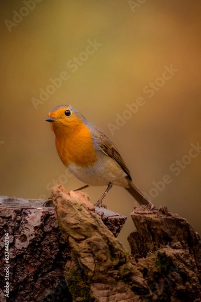 Obraz Robin Bird, Pettirosso, Bird