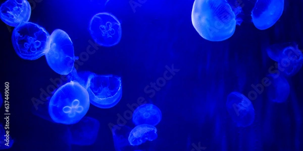 Obraz Jellyfish, meduse, Genova, Italy