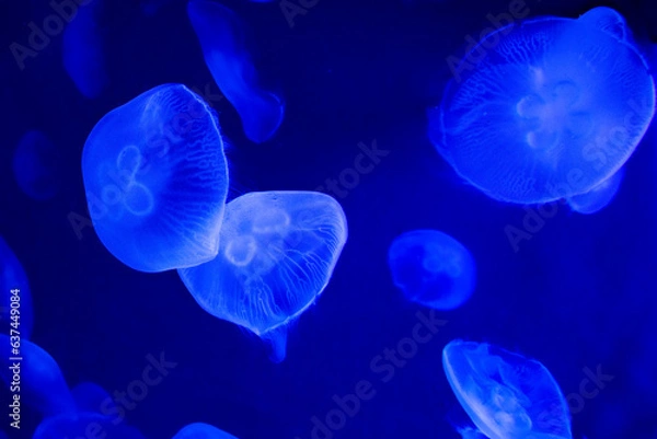 Obraz Jellyfish, meduse, Genova, Italy