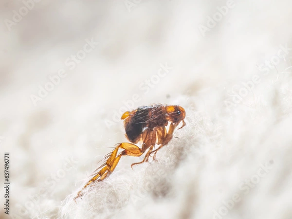 Fototapeta Dog flea (Ctenocephalides canis) on white fur. Microscopic photo