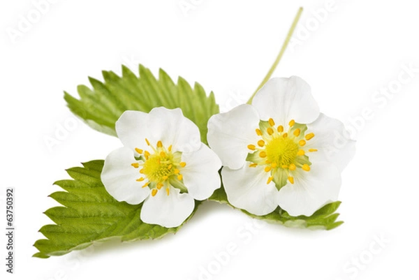 Obraz strawberry flowers