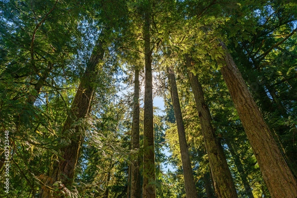 Fototapeta Douglas fir and Western Red Cedar trees ancient forest, Macmillan provincial park, Cathedral Grove, Vancouver Island, British Columbia, Canada.